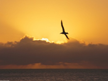 Seagull at
sunset